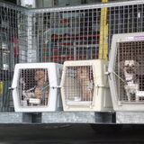 Foto van Muis,Vera, Papadopoulos, Odette, Annabelle en Ciska (Terra+, Dinky+, Saltarin+, Sam+, Zara+, Paco+)