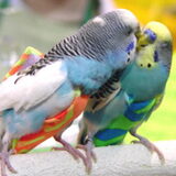 Foto van anja met Bobby(r.i.p. 25-9-25)