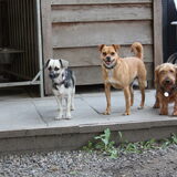 Foto van Muis,Vera, Papadopoulos, Odette, Annabelle en Ciska (Terra+, Dinky+, Saltarin+, Sam+, Zara+, Paco+)