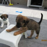 Foto van Anja en Naika, Shiva en Flynn