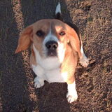 Beagle Anouk