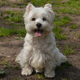 Foto van Nicole, Guus, Flynn & Puk
