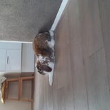 Foto van Nicole, Guus, Flynn & Puk