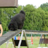 Foto van sylvia