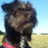 Foto van Ciska en Spanjaardje Moh (Bambi r.i.p.)