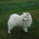 Sweett