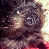 Foto van Ciska en Spanjaardje Moh (Bambi r.i.p.)