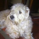 Zebee