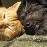 Foto van Ciska en Spanjaardje Moh (Bambi r.i.p.)