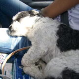 sparky in een rara houding!! lekker zonnen in de zon!!