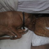 Foto van Michelle, baasje van Scotty en kater Charlie †