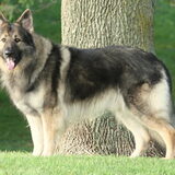 Foto van Ciska en Spanjaardje Moh (Bambi r.i.p.)