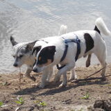 Foto van PLUTO&NOEKY