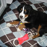 Foto van Constance R.I.P. Beau