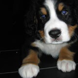 Foto van Constance R.I.P. Beau