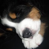 Foto van Constance R.I.P. Beau
