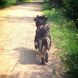 Foto van Ciska en Spanjaardje Moh (Bambi r.i.p.)