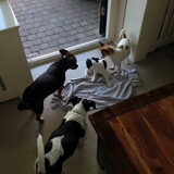 Jacky, spikey, Lucky en Loulou. Hier kwam Lucky net aan en werd hij…