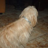 Foto van liesbeth,Turbo,Luna, Levi en Faith
