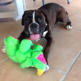 Herplaats boxer Jane, 11 maanden