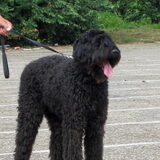 dit was Moos