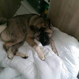Foto van Jackie en Kiba:)