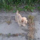 Binny de havenzer