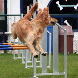 Foto van Lotte en Lola