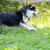 Foto van Joyce -Rover & Saga