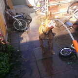 Foto van Michelle, baasje van Scotty en kater Charlie †