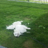 Foto van anja met Bobby(r.i.p. 25-9-25)