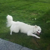 Foto van anja met Bobby(r.i.p. 25-9-25)
