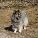 Mijn Eurasier Esmée