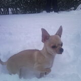 Foto van ilovechihuahua's