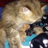 De kittens van Beertje zijn geboren!