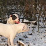 Igor met zijn beste vriend (mix ambull) in de sneeuw (10 maanden oud)