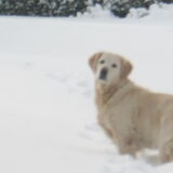 Foto van Lisa & doggs