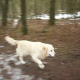 Foto van Lisa & doggs