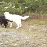 Foto van Lisa & doggs