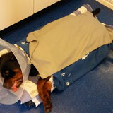 Shadow moet wakker worden na de operatie,,