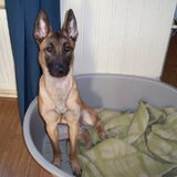 onze hond kyra. nu 1 jaar en bijna 3 maanden. we willen haar graag…