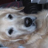 Foto van Wilma en Dobby (RIP)