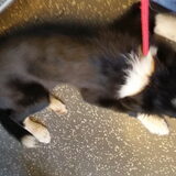 Foto van Lucia, Lizzy & Ziva