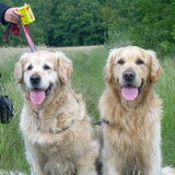 Deze lieverds zijn onze 2 goldens lana en Patcho het zijn broer en zus…