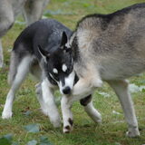 Foto van Lavina
