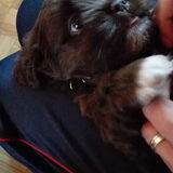 Foto van Paws4Life