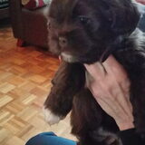 Foto van Paws4Life