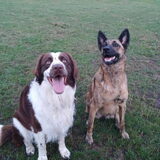 Foto van Dutchshepherdteam