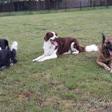 Foto van Dutchshepherdteam
