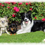 Foto van Shauni  *Sky~Jinx~Sansa~Hypno*